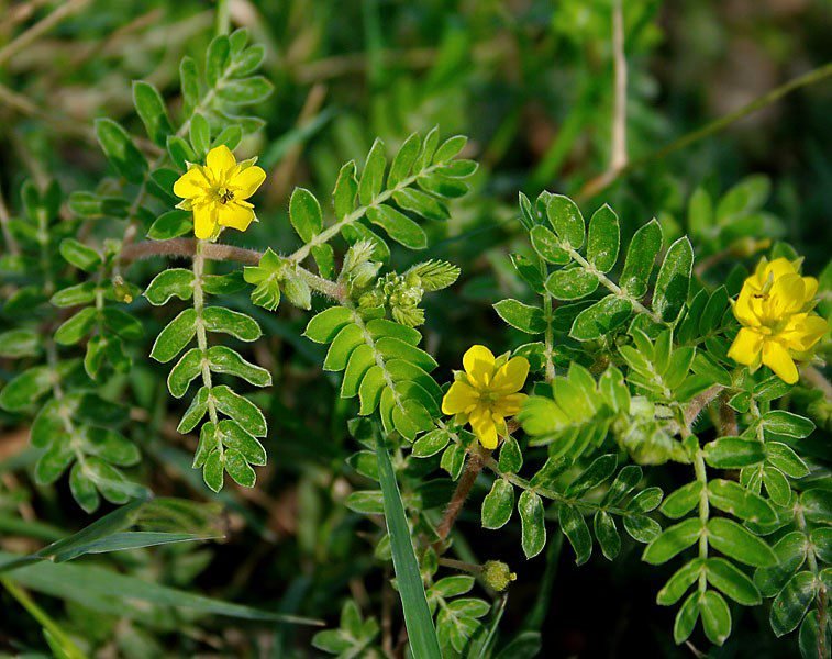 tribulus-terrestris-beneficios-e-propriedades Tribulus Terrestre: O que é e Quais os Benefícios