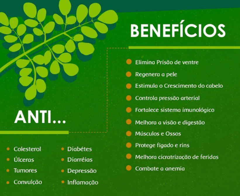 Moringa-Oleifeira-1 Moringa Oleifera: Benefícios e Como Usar