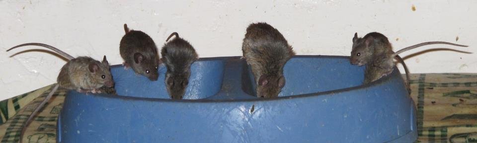 porta-racao-15kg-kaype-store-3 Como Armazenar a Ração do Seu Pet de Forma Correta