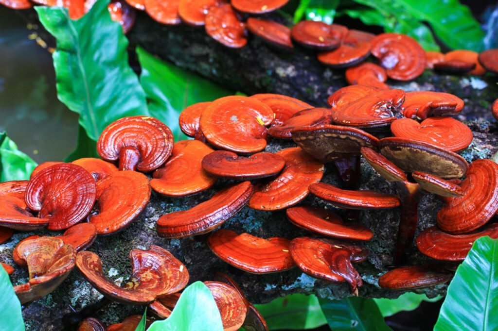 Reishi-1-1024x682 Reishi: Como Usar, Benefícios e Onde Comprar 2025